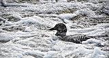 Loon In Tailwater_DSCF4155